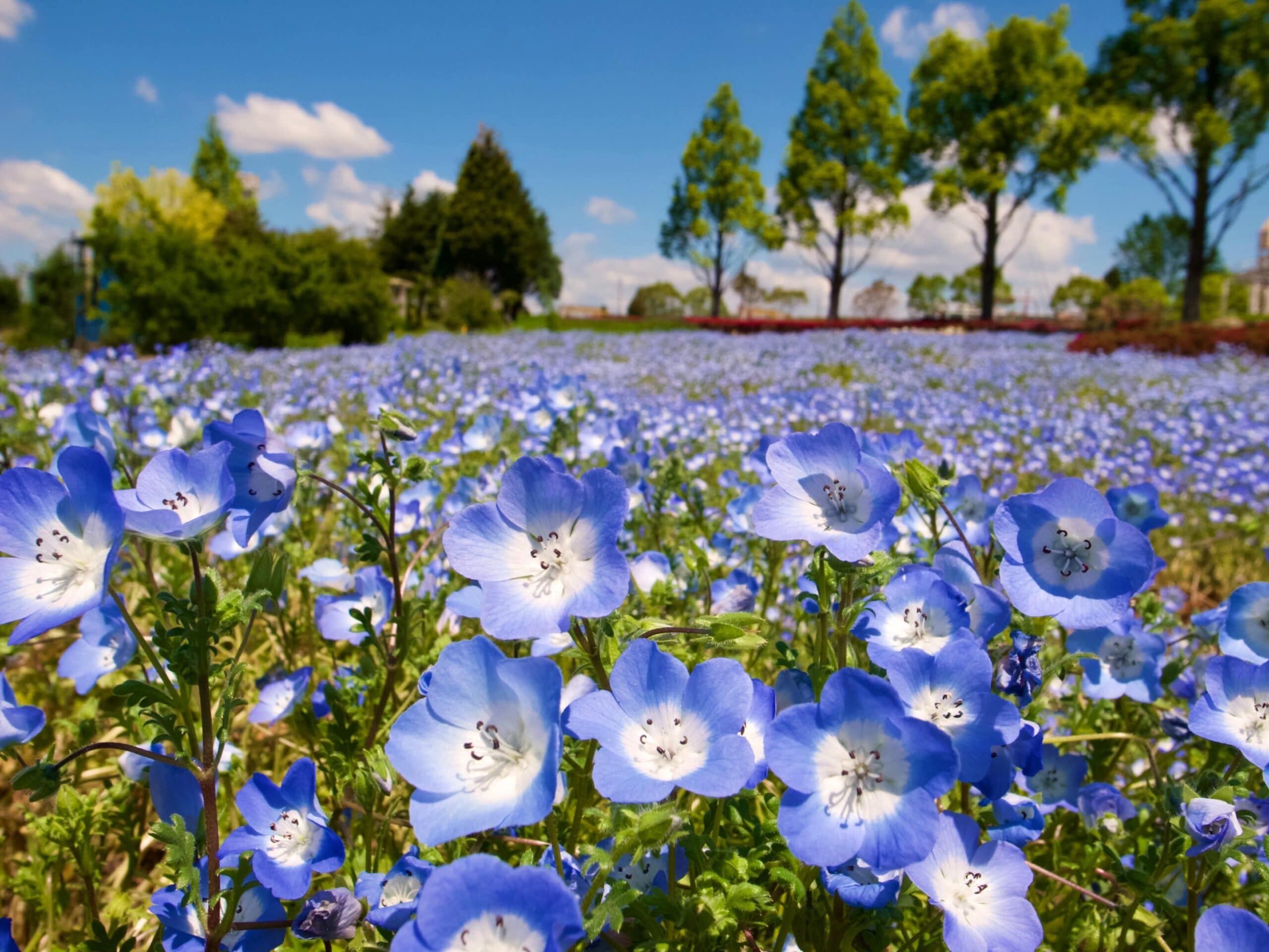 linseed oil